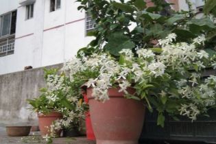 Flat rent in Dhaka কলাবাগান, ৬০ডলফিন গলি,কলাবাগান