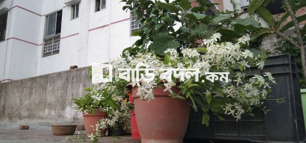 Flat rent in Dhaka কলাবাগান, ৬০ডলফিন গলি,কলাবাগান